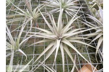 Tillandsia jucunda