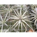 Tillandsia jucunda