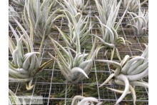 Tillandsia mitlaensis