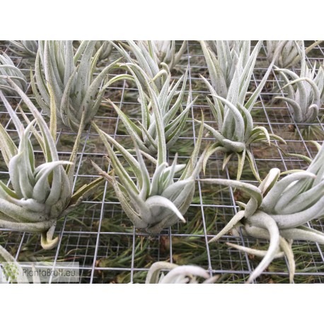 Tillandsia mitlaensis