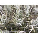 Tillandsia mitlaensis
