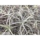 Tillandsia paleacea