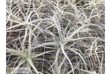 Tillandsia paleacea
