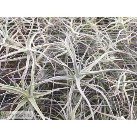 Tillandsia paleacea