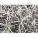 Tillandsia paleacea