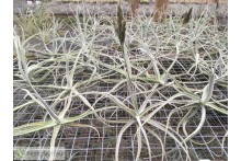 Tillandsia streptocarpa
