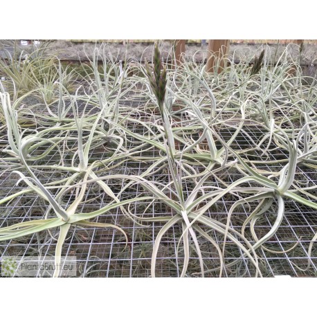 Tillandsia streptocarpa