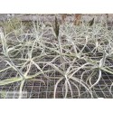 Tillandsia streptocarpa