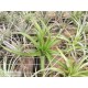 Tillandsia brachycaulos var. brachycaulos