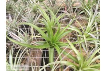 Tillandsia brachycaulos var. brachycaulos