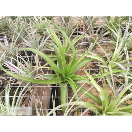 Tillandsia brachycaulos var. brachycaulos