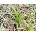 Tillandsia brachycaulos var. brachycaulos