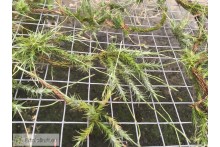 Tillandsia tricholepis