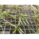 Tillandsia tricholepis