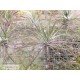 Tillandsia stricta