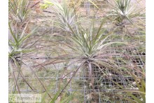 Tillandsia stricta