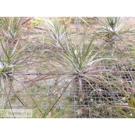 Tillandsia stricta