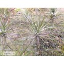 Tillandsia stricta
