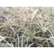 Tillandsia cacticola