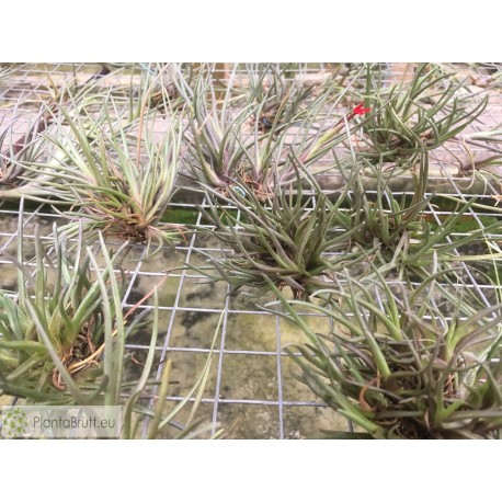 Tillandsia albertiana