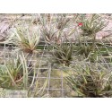 Tillandsia albertiana clumb