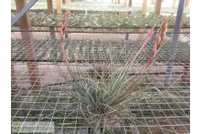 Tillandsia bartramii clumb