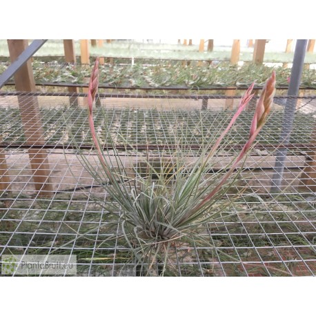 Tillandsia bartramii clumb