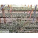 Tillandsia bartramii clumb