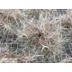 Tillandsia capillaris