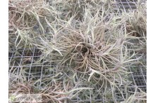 Tillandsia capillaris clumb