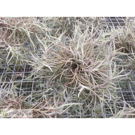 Tillandsia capillaris