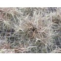 Tillandsia capillaris clumb