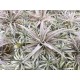 Tillandsia chiapensis