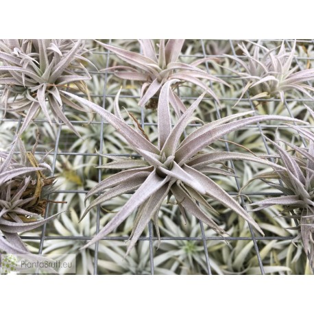 Tillandsia chiapensis