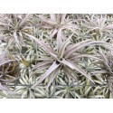 Tillandsia chiapensis