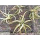 Tillandsia xiphioides