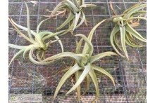 Tillandsia xiphioides