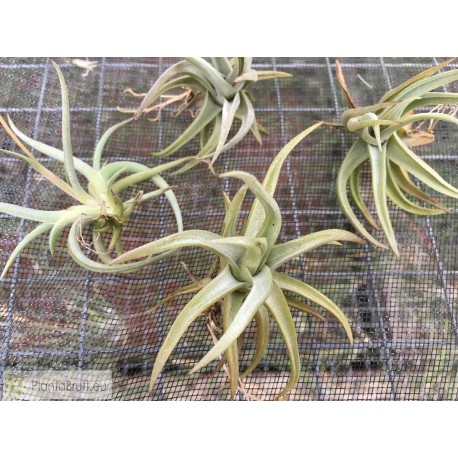 Tillandsia xiphioides
