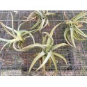 Tillandsia xiphioides