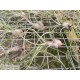 Tillandsia butzii