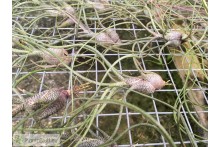 Tillandsia butzii small