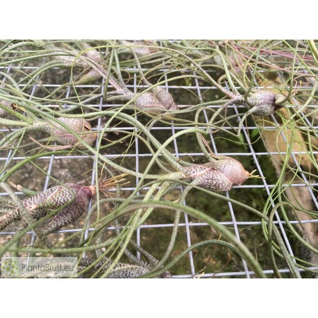 Tillandsia butzii