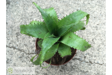 Neoregelia mooreana