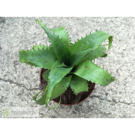 Neoregelia mooreana