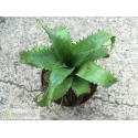 Neoregelia mooreana