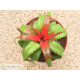 Neoregelia pendula var. brevifolia
