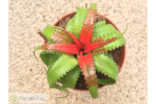 Neoregelia pendula var. brevifolia