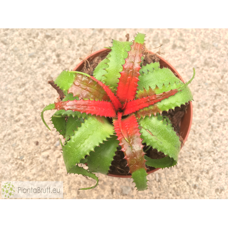 Neoregelia pendula var. brevifolia