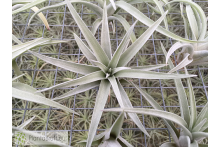 Tillandsia harrisii M