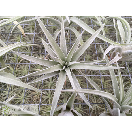 Tillandsia harrisii (Grande)